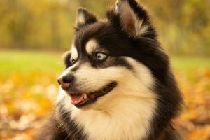 Soléa GUERINOT - SOLEA GUERINOT