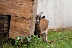 Soléa GUERINOT - SOLEA GUERINOT